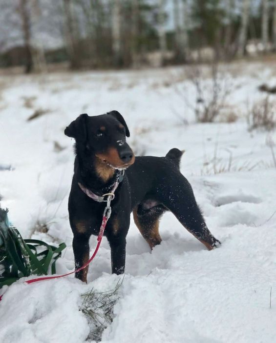 Młody terier Gamoń