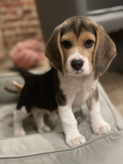 Piekne Beagle, FCI!