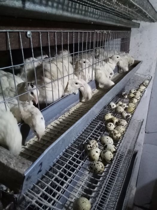 Продам перепелина продук 70грція