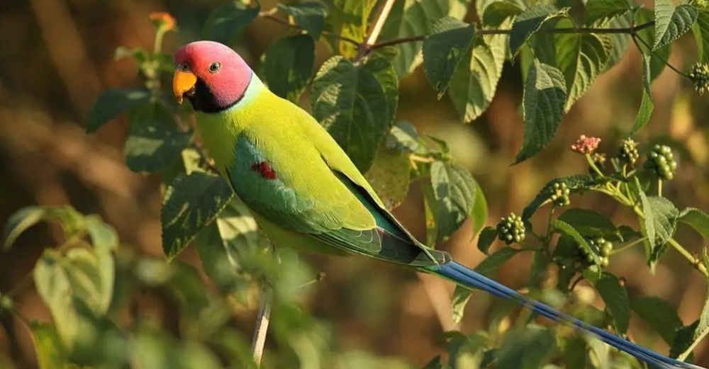 Aves para nova casa
