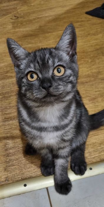 Шотландские котята ( скотиш -страйт)