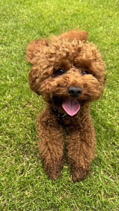 Той пудель вязка