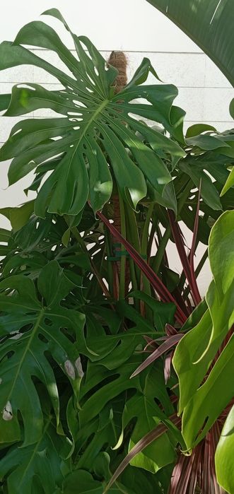 Costeleta de Adão ou Monstera deliciosa