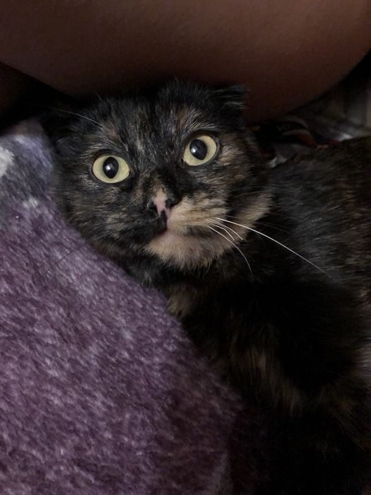 Втікла кішка,район нагорка вулиця спаська у цьому районі