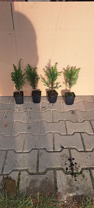 Cis pospolity(Taxus baccata)