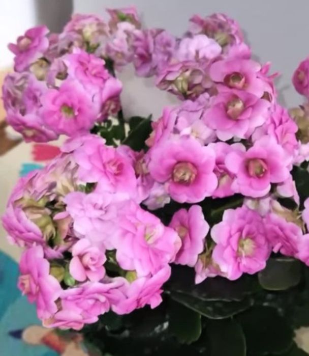 Великоквіткова, сортове каланхоє