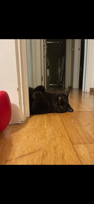 British Shorthair – Procura-se macho para acasalamento