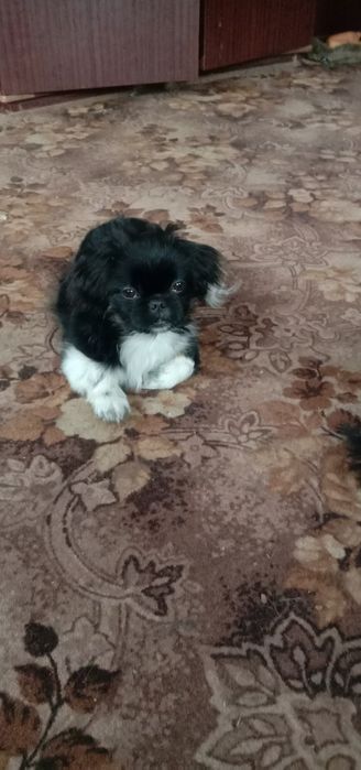 2 дуже грайливі дівчинки шукають нову родину.