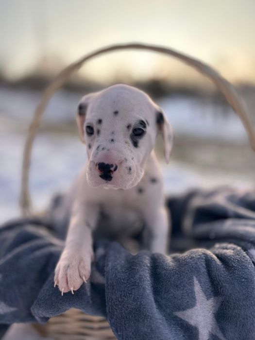 Dalmatyńczyk - sunia.