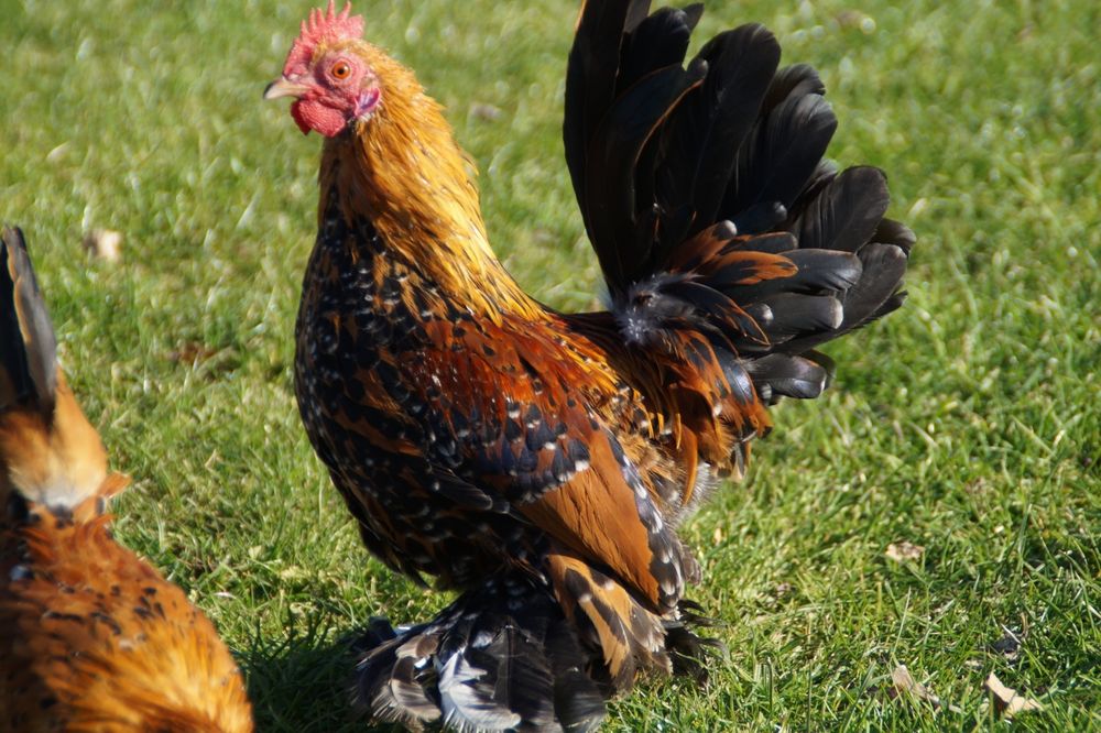 Kury ozdobne karzełek łapciaty