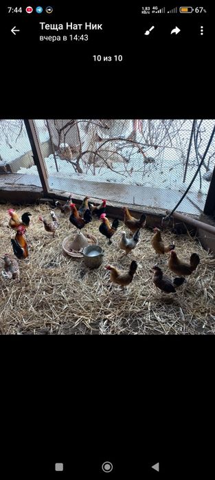 Продам Курей Бентамок