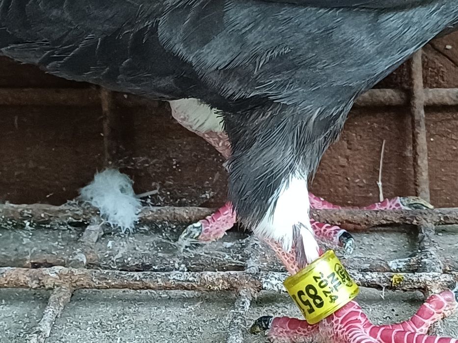 Gołębie pocztowe NL  samica