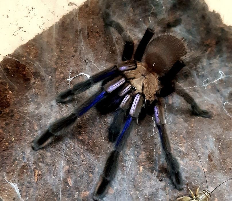 Chilobrachys sp electric blue