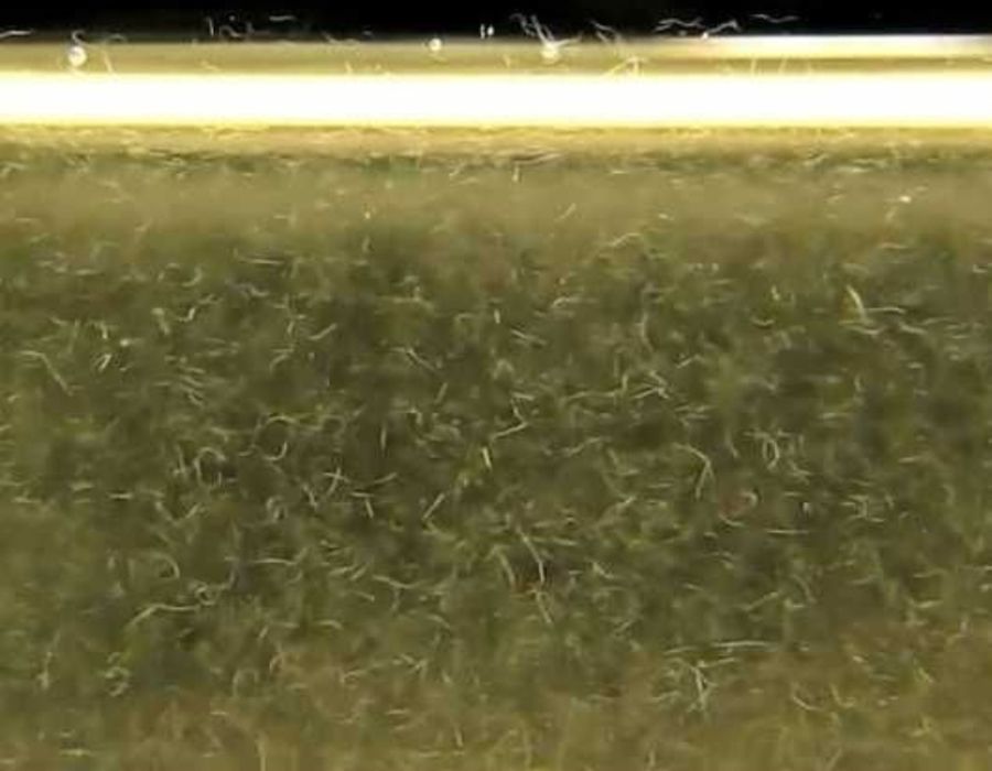 Enguias do Vinagre (Turbatrix aceti) | Cultura Viva para Alevinos

Vendo cultura de enguias do vinagre (verme de vinagre), excelente alimento