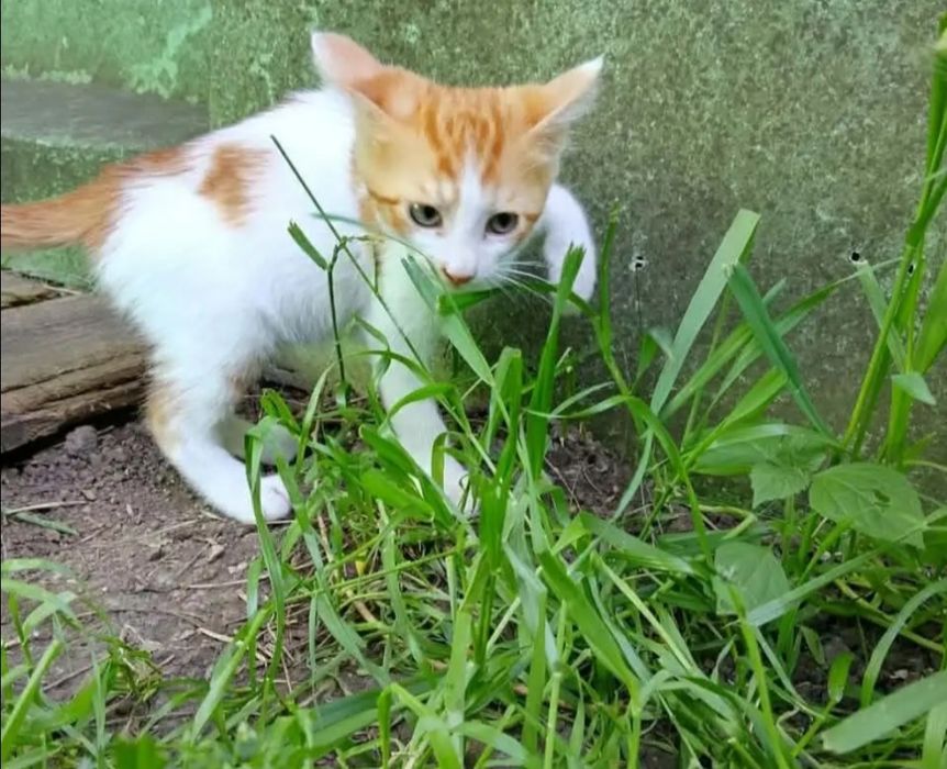 Отдам даром в добрые руки котят