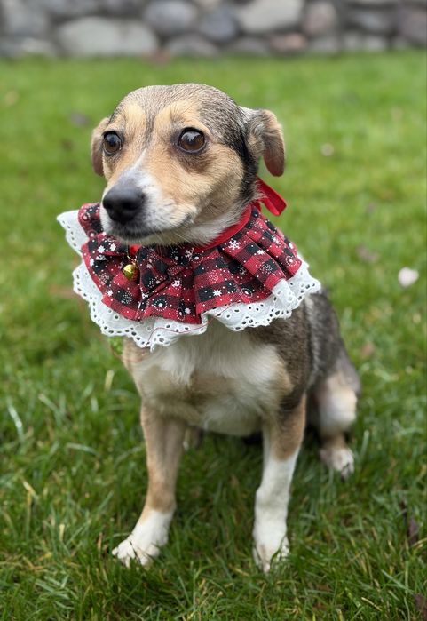 Дівчинка шукає дім (стерилізована) 6 кг