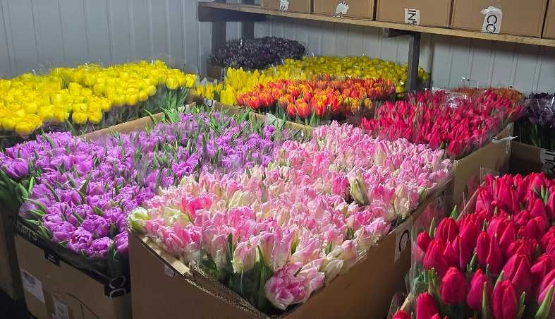 Тюльпани оптом від виробника. Вигонка 2026. Голландська цибулина. Київ