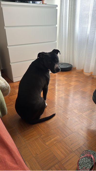 Cadela raçada pitbull e labrador
