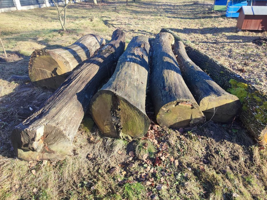 Кругляк дуба, пиломатеріали.