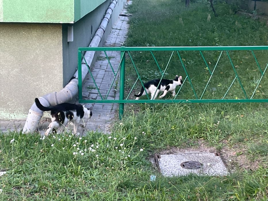 Kotki do adopcji Lubsko