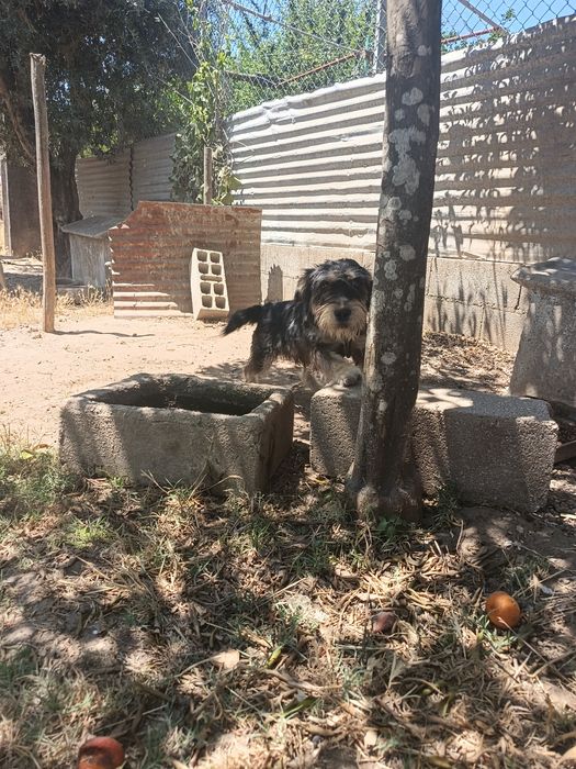 Dar Cães com vacinas em dia