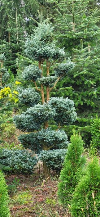 Bonsai cyprysik groszkowy boulevard