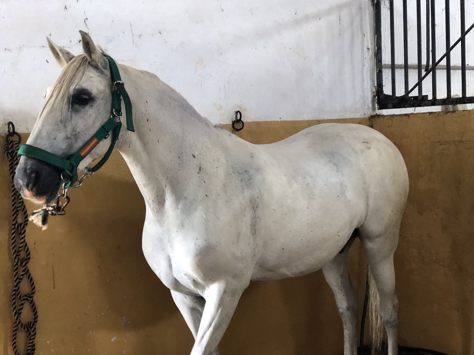 Cavalo cruzado de lusitano