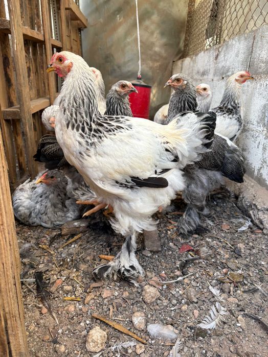 Galos Brahma Light