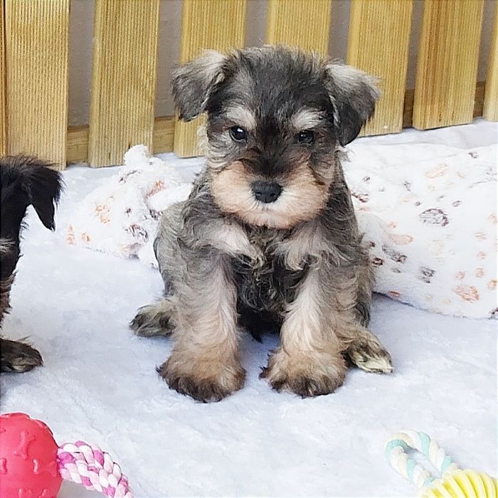 Schnauzer miniatura