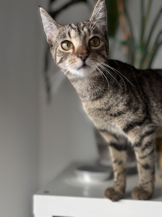 Oddam dwa koty samice