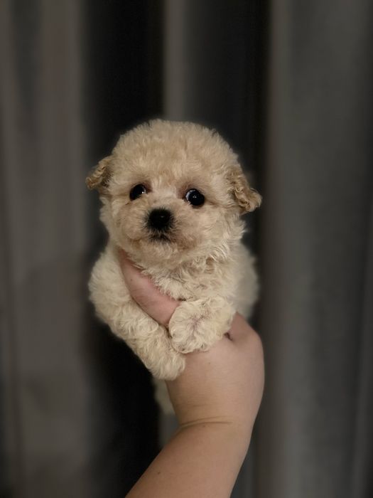 Микро Девочка Корейский Тип мальтипу