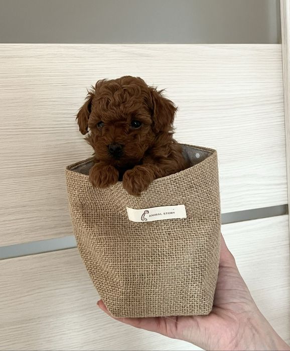 Цуценята Той Пуделя