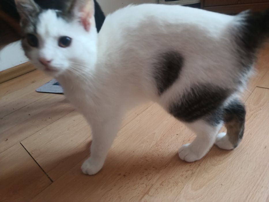 Kropek kocurek pięć miesięcy zdrowy