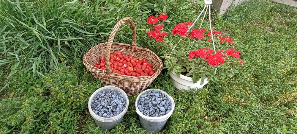 Сушеная  Клубника  ,Сушена Полуниця ,Малина ,Чипсы Клубники ,Ягоды