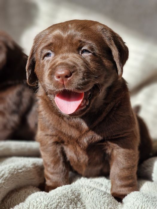 Labrador Retriever czekoladowy FCI ZKwP