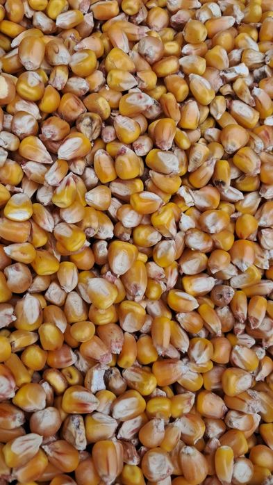 Кукурудза, урожай 2025