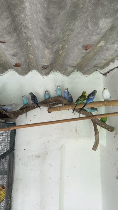 Periquitos Australianos para Cedência