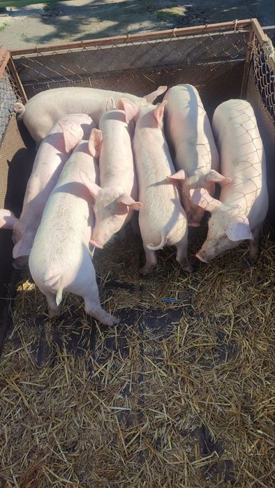 Продам маленьких поросят