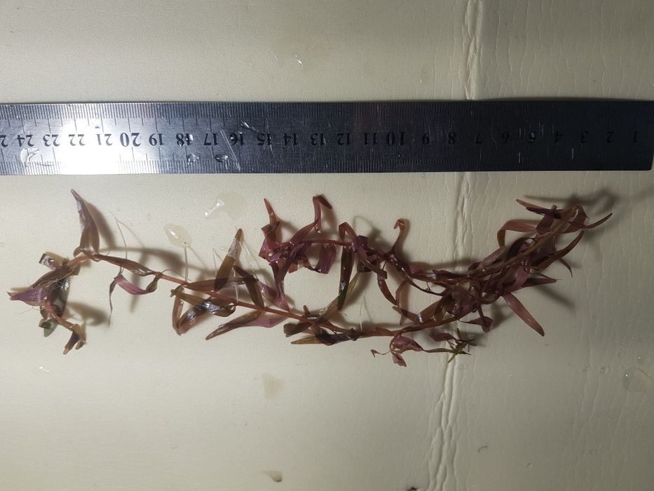 Продам  акваріумні рослини