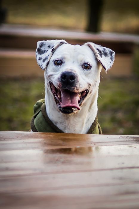 Dino do adopcji , mix amstaff