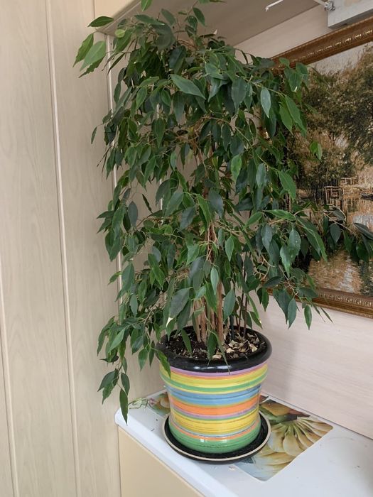 Продаётся комнатное растение: фикус бенджамина
