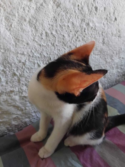 Gata bebé tricolor para adoção consciente
