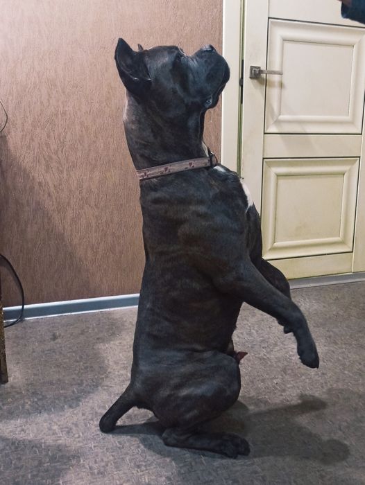 Вязка Кане Корсо КСУ