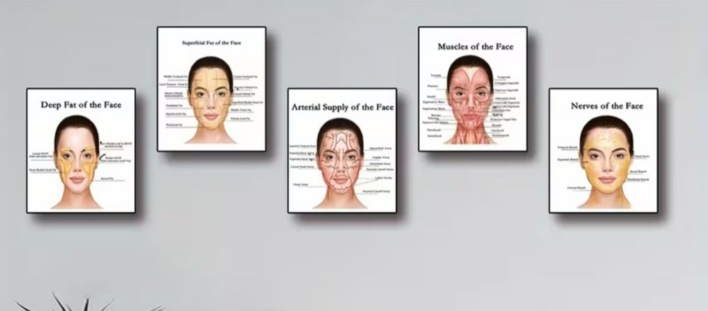 5 obrazów anatomicznych