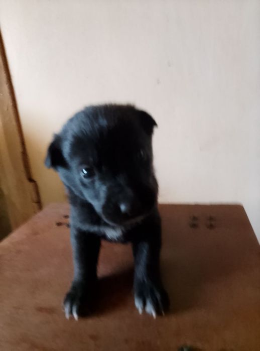 Віддам безкоштовно