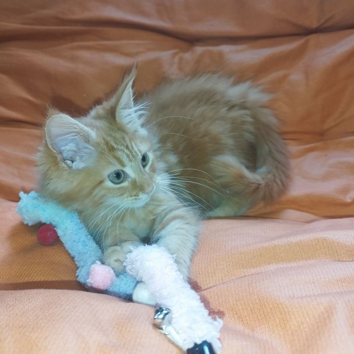 Dziewczynka Maine Coon