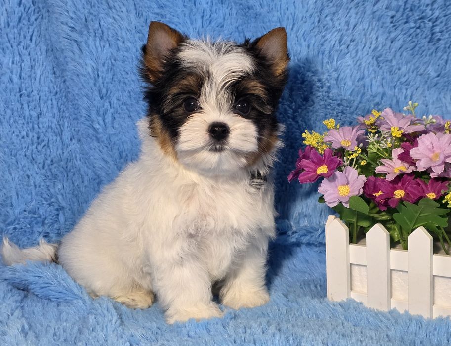 Хлопчик бівер йорк. КСУ.