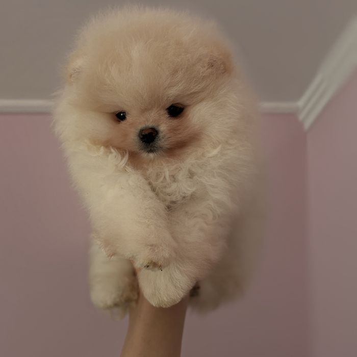 супер ведмедик шоу Классу