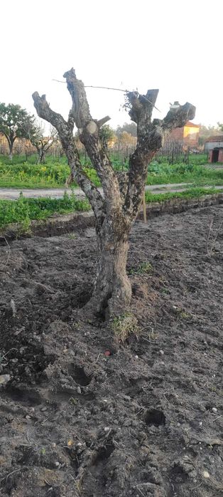 Várias Oliveiras Antigas para Jardim