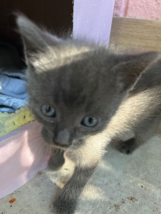 Отдам 3 котят бесплатно